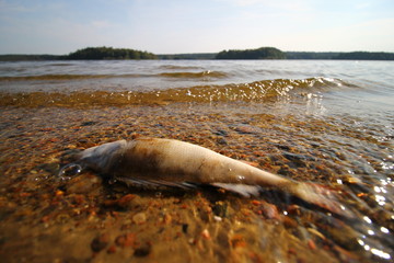 Fototapeta premium Dead fish on the beach of lake