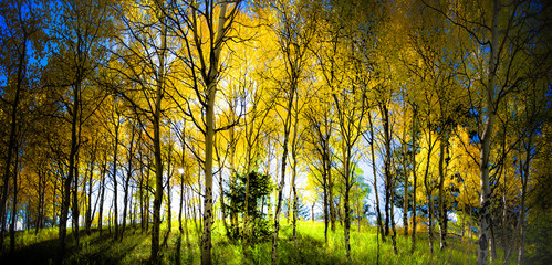 Obraz premium Colorado Aspens