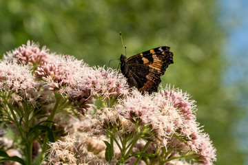 Close up of a colorful butterfly on top of a lovely flower