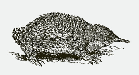 Short-beaked echidna (tachyglossus aculeatus) in side view. Illustration after an engraving from the 19th century