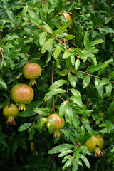 Pomegranate tree with ripe fruits. Raw organic antioxidant food