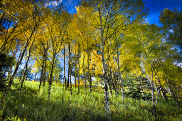 Colorado Aspens
