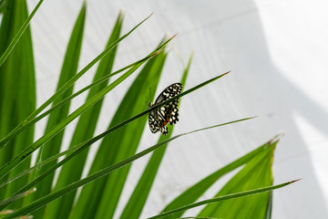 Colorful butterfly resting on a leave