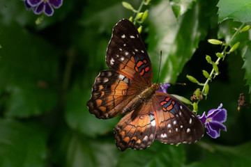 Close up of a colorful butterfly on top of a lovely flower