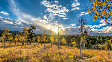 Colorado Aspens