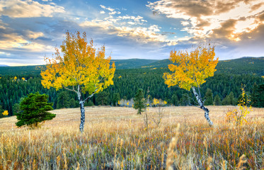 Colorado Aspens