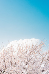 하늘, 구름 그리고 벚꽃 (Sky, Cloud and Cherry Blossom)