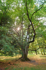 Obraz premium Big tree on meadow covered by dry yellow leaves