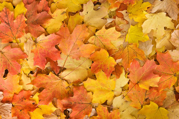 Fototapeta na wymiar Leaves of red maple (Acer rubrum) on forest floor in autumn.