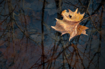 Leaf of American sycamore (Platanus occidentalis) floating on still pool of water, with other tree leaves decomposing on bottom of pool. Reflections of overarching trees in water.