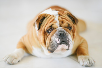 Portrait of English Bulldog,selective focus