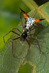 Microthenia or arrowhead spider (Microthenia sp.) in rainforest of Panama.