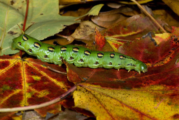 Larva of white-lined sphinx moth (Hyles lineata) traveling across forest floor in autumn in central Virginia in search of a place to pupate and spend the winter. 