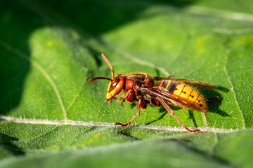 A hornet on a green leaf - closeup macroshot