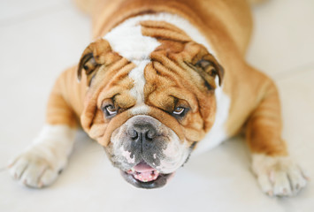 Portrait of English Bulldog,selective focus