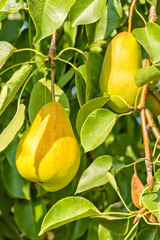 Ripe yellow pears on a branch in the garden