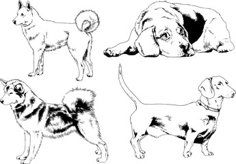 vector drawings sketches pedigree dogs in the racks drawn in ink by hand , objects with no background	