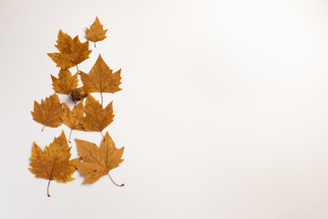 Isolated Autumn Leaves