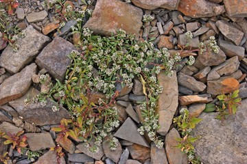 Hirschsprung (Corrigiola litoralis)