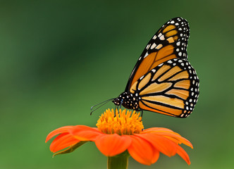 Monarch butterfly (Danaus plixippus) nectaring on Mexican sunflower (Tithonia rotundifolia).