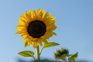 A single colorful sunflower with a clear blue sky