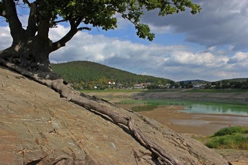 Fototapeta na wymiar Alte Eiche auf dem Felsen der Liebesinsel im Edersee