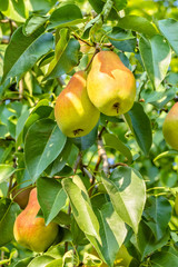 Ripe juicy pears on a branch in the garden
