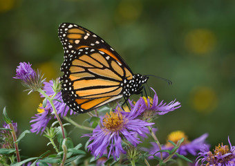 Monarch butterfly (Danaus plexippus) nectaring on New England aster (Aster novae-angliae) in early fall in preparation for migration to Mexico.