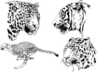 set of vector drawings on the theme of predators tigers are drawn by hand with ink tattoo logos	