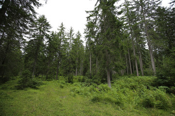 Wald