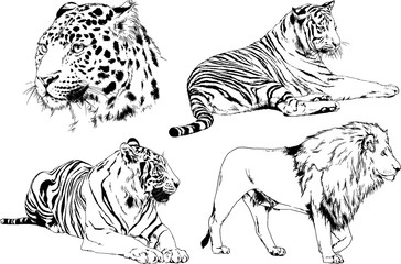 set of vector drawings on the theme of predators tigers are drawn by hand with ink tattoo logos	