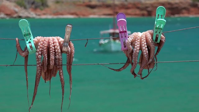 Fresh octopus drying on the rope on sun, Crete island, Greece. Squid marine animal. Fishing boat floating turquoise water of Aegean sea on background. Exotic delicious mediterranean calamari seafood