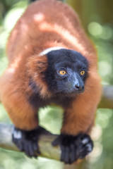 Red ruffed lemur (Varecia rubra, Roter Vari)