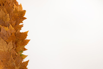 autumn maple leaves frame background with copy space for text