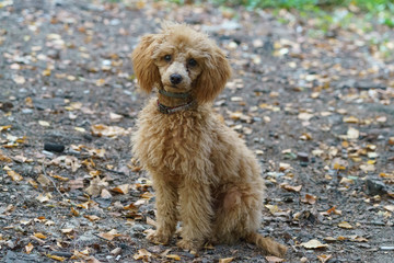 Portrait of a brown dwarf poodle puppy. Small dog sitting frontal and looking at camera. Photography in summer day on the city street.