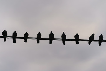 The flock of pigeons sitting on the high voltage wires. Lifestyles of wild birds in the big city.