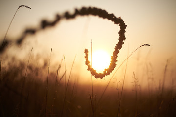 sunrise in a field with fog in summer