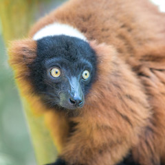 Red ruffed lemur (Varecia rubra, Roter Vari)