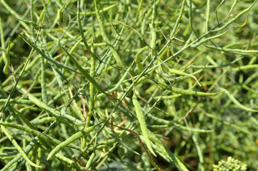 On the plant are  pods winter crops of rape