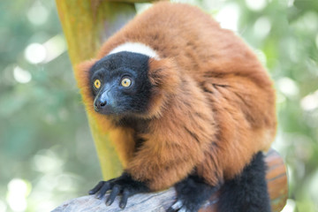 Red ruffed lemur (Varecia rubra, Roter Vari)