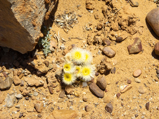 Blume in der Wüste 