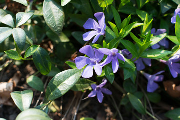 Blue botanical periwinkle plant or vinca minor close up