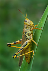 Differential grasshopper (Melanoplus differentialis) perched on blade of grasss