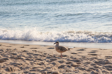 Sylt - the beautiful island is located in the north of Germany