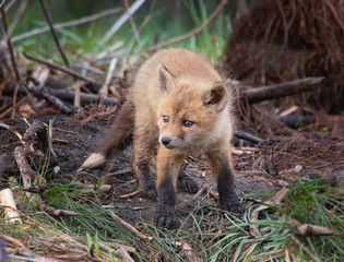 cute baby red fox kit in  a local park
