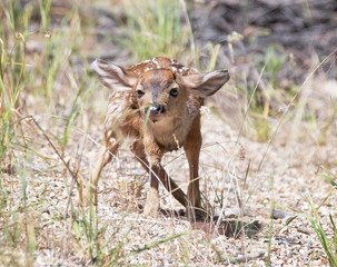 brand new baby deer in gravel trying to hide