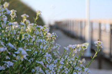Sylt - the beautiful island is located in the north of Germany