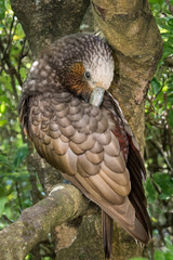 The New Zealand Kaka (Nestor meridionalis) is a parrot endemic to the native forests of New Zealand. Shown preening its feathers with its Bill.