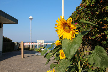 Sylt - the beautiful island is located in the north of Germany