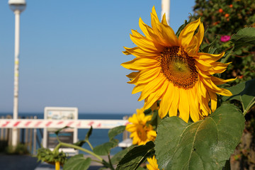 Sylt - the beautiful island is located in the north of Germany